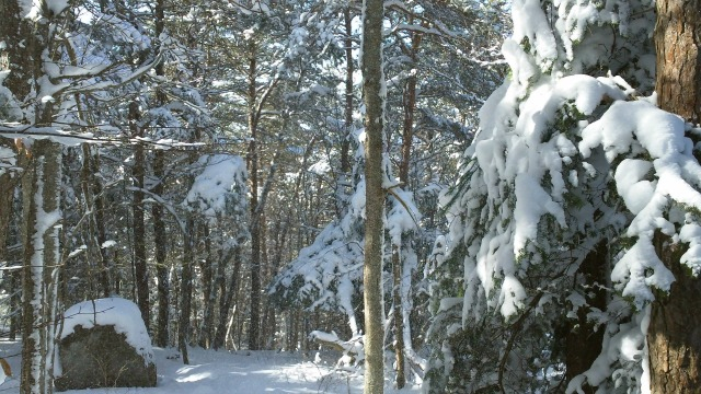 take the other path down, and experience a more gentle descent through a magical forest path