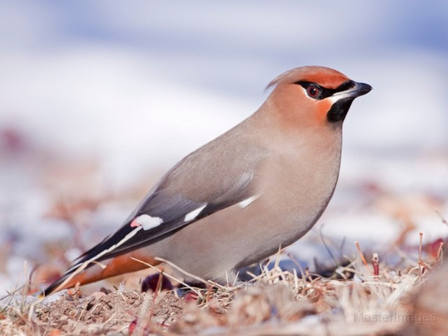 Bohemian Waxwing - Larry