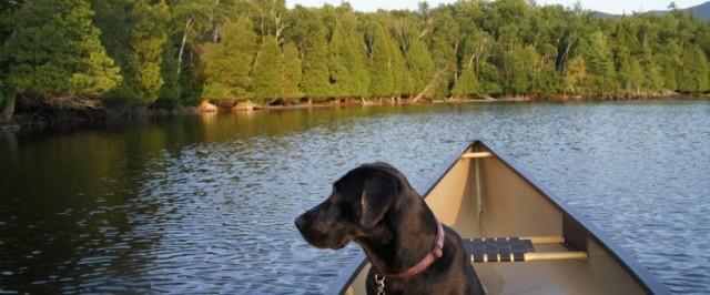 Saranac Lake is a dog town Saranac Lake Adirondacks New York