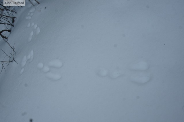 Snowshoe Hare tracks