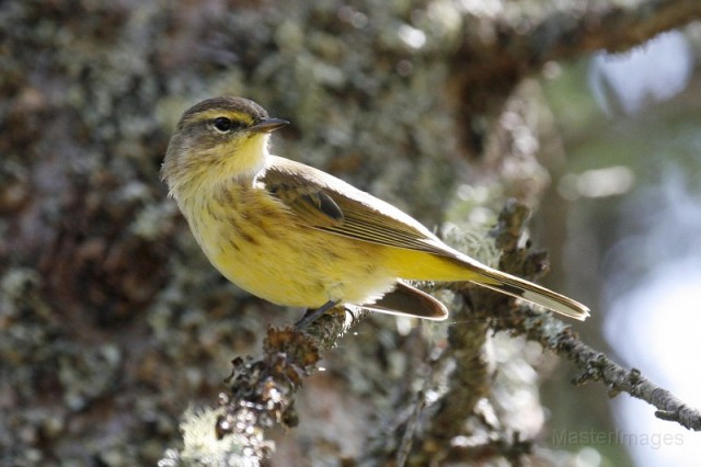 Palm Warbler - Larry