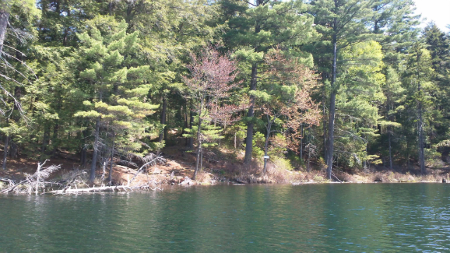 A view of the green water that paddlers completing the St Regis Canoe Area's Seven Carries canoe route will see during the portion of the paddle on Green Pond.