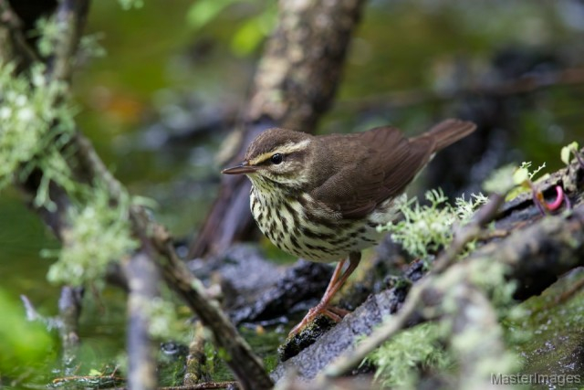 Northern Waterthrush - larry