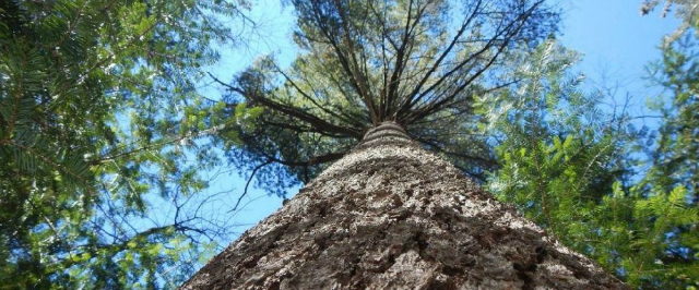 See some of the oldest trees on the East Coast with this rare cluster of old-growth white pines