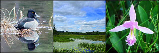 Paul Smith's Visitor Interpretive Center offers a daily nature walk and many interpretive opportunities