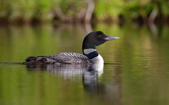 Common Loon Larry