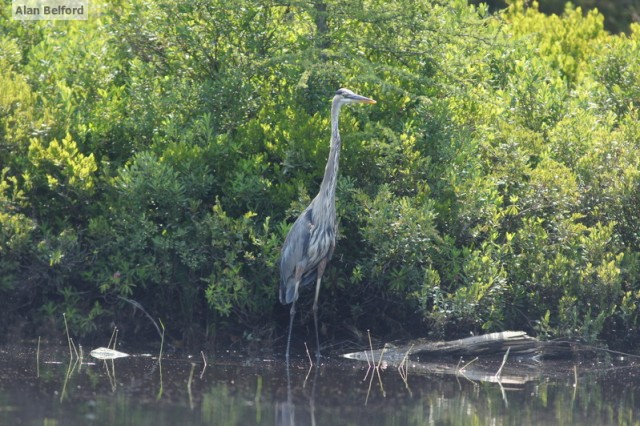 Great Blue Heron