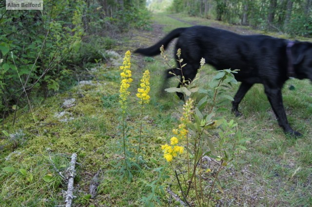 bog Goldenrod