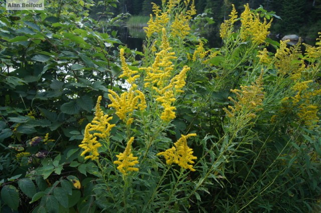 Canada Goldenrod