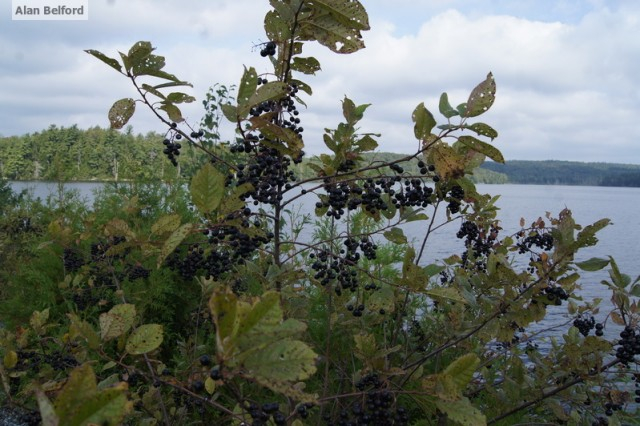 Choke Cherry