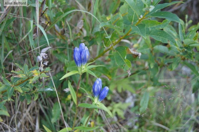 closed Gentian