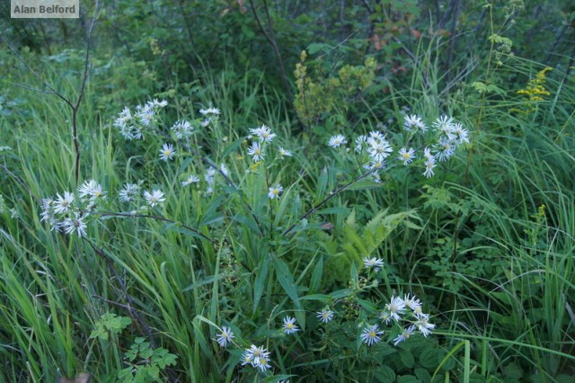 New York Aster