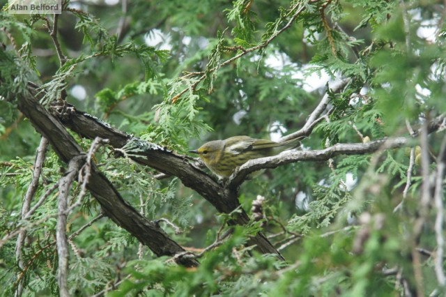 Cape May Warbler