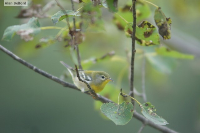 Northern Parula yard