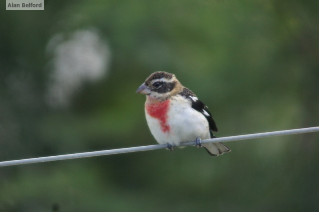 rose-breasted grosbeak