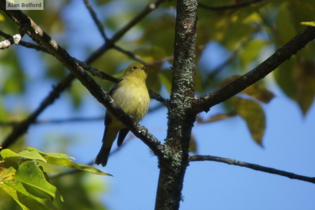 Scarlet Tanager