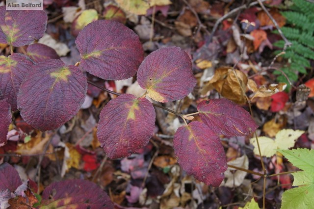 Hobblebush - purple