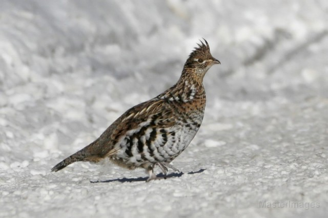 Ruffed Grouse - Larry