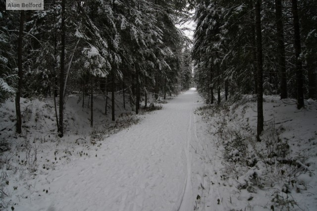 Bloomingdale Bog ski tracks