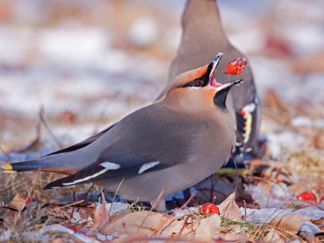 Bohemian Waxwing - Larry