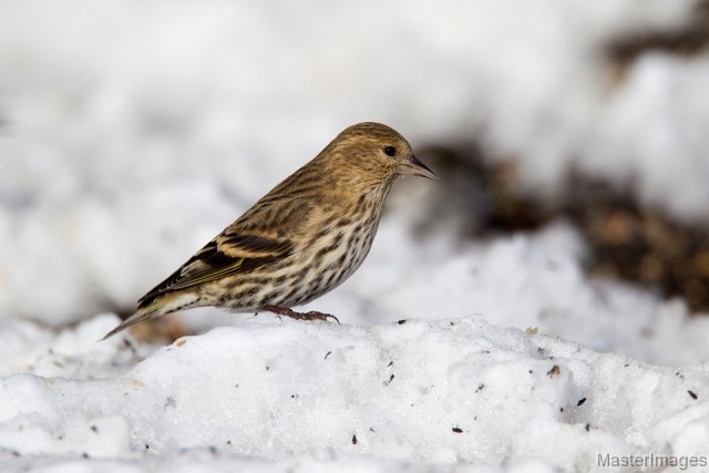 Pine Siskin - Larry