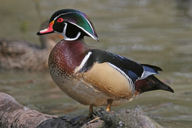 Wood duck - Larry Master