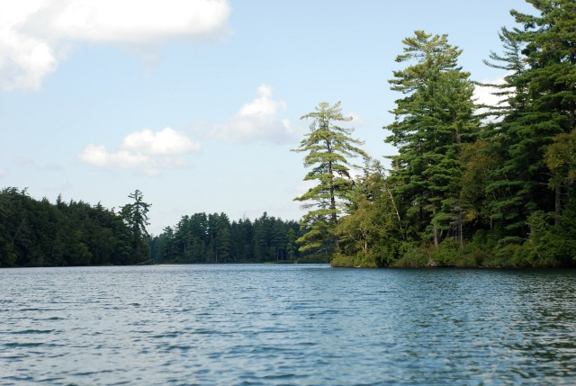 A view from the water during a paddle on Follensby Clear Pond.