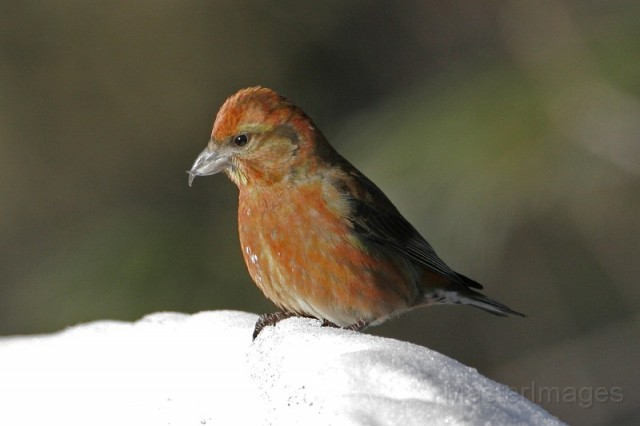 Red Crossbill - Larry