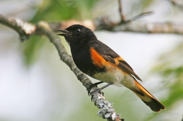 American Redstart - Larry