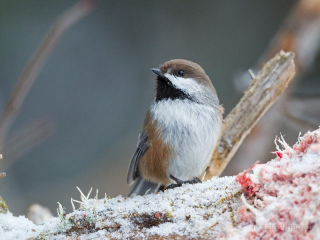 Boreal Chickadee - Larry