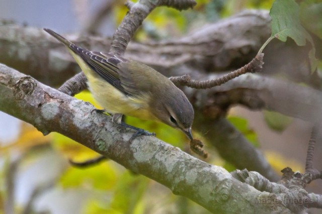 Philadelphia Vireo - Larry