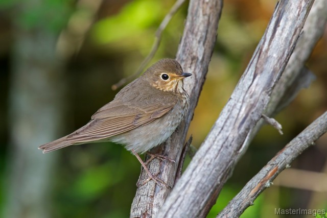 Swainson's Thrush - Larry