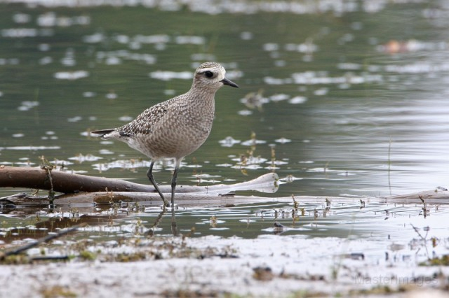 American Golden Plover - Larry