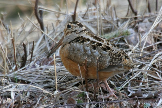 American Woodcock - Larry