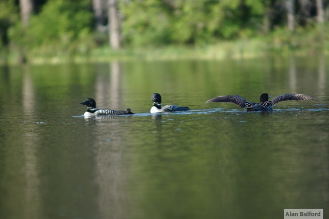 Common Loons