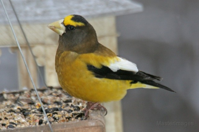 Evening Grosbeak - Larry