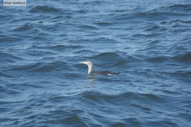 Red-throated Loon