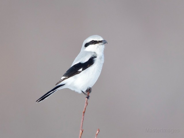 Northern Shrike - Larry