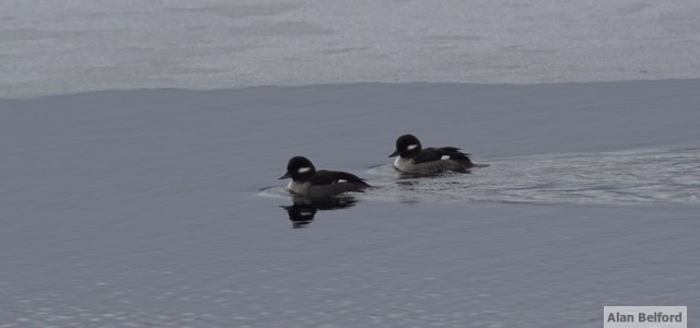 Bufflehead