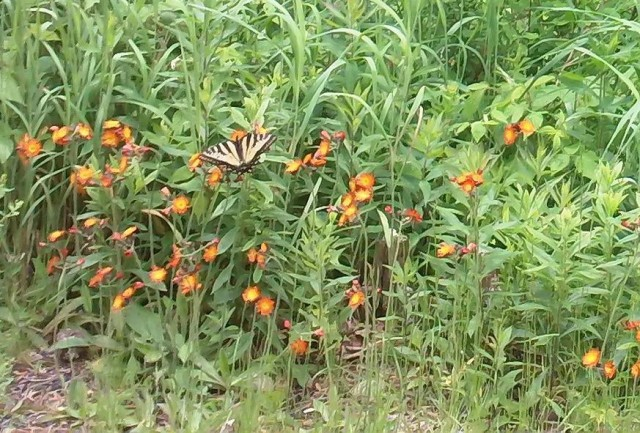 there's lots of wildflowers and butterflies to enjoy as we pedal by. Hawkweed is especially common along the tracks.