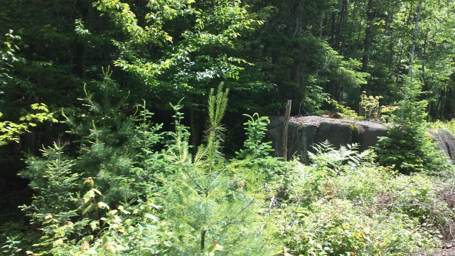 perhaps the easiest way ever to observe deep woods glacial erratic