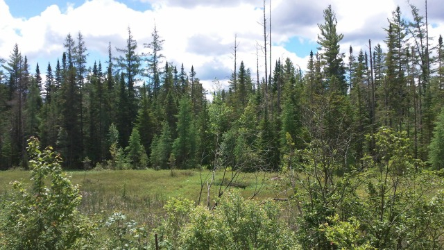 An unexpected meadow offers a fantastic vista