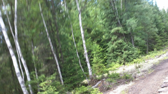 So fast the birches are a blur -- whee for quite a while!