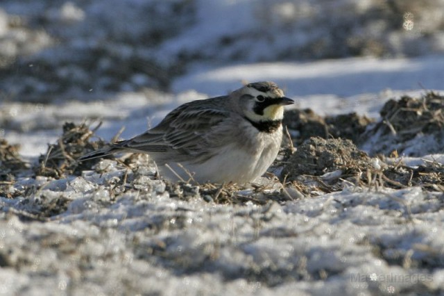 Horned Lark - Larry