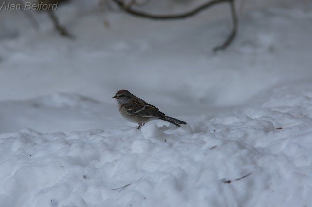 American Tree Sparrow