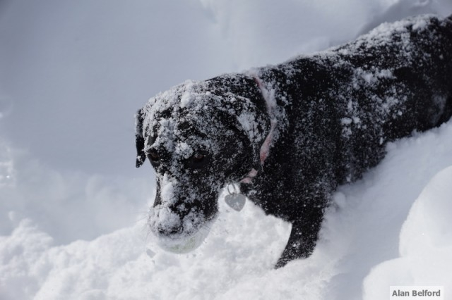 Wren Snow Face