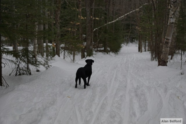 Wren.Jackrabbit downhill