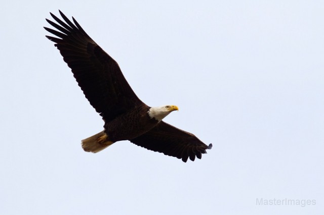 Bald Eagle - Larry