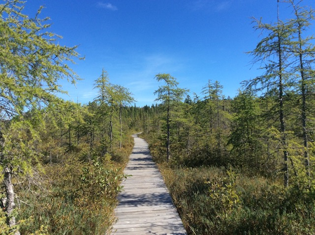 Many of these bog species are miniature versions of what lies ahead.