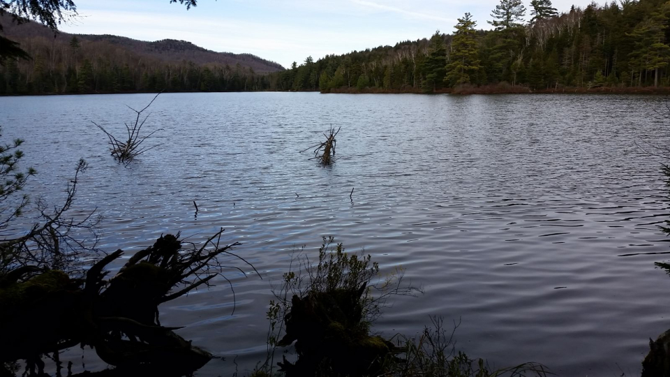 Take a walk around Black Pond!